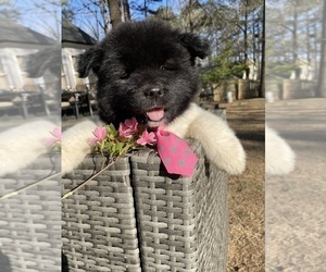 Akita Puppy for sale in MCDONOUGH, GA, USA