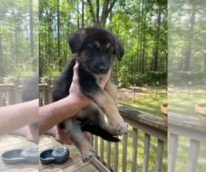 German Shepherd Dog Puppy for Sale in SPRINGFIELD, Georgia USA
