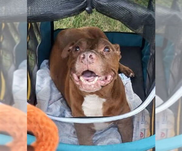 Medium Photo #2 Mutt Puppy For Sale in Louisville, KY, USA