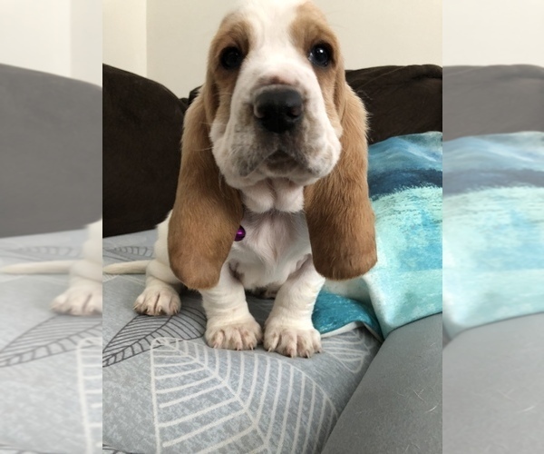 Medium Photo #1 Basset Hound Puppy For Sale in SAGINAW, MI, USA