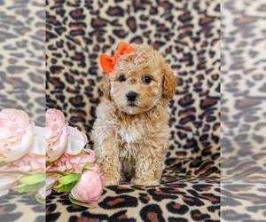 Bichpoo Puppy for sale in LINCOLN UNIV, PA, USA
