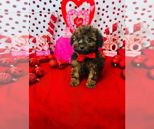 Medium Photo #4 Poodle (Toy) Puppy For Sale in INDIANAPOLIS, IN, USA