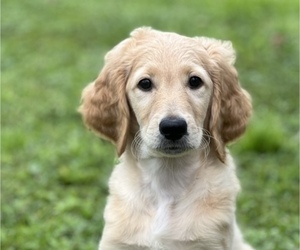 Goldendoodle Puppy for sale in CAPE CORAL, FL, USA