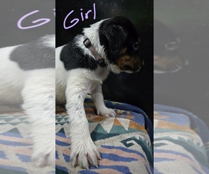 Doberman Pinscher-German Shepherd Dog Mix Puppy for sale in LACEY, WA, USA