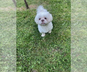 Shih Tzu Dogs for adoption in Rocky Mount, NC, USA