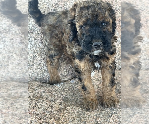 Medium Photo #6 Poodle (Miniature)-Poodle (Standard) Mix Puppy For Sale in LONGMONT, CO, USA