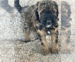 Small #5 Poodle (Miniature)-Poodle (Standard) Mix