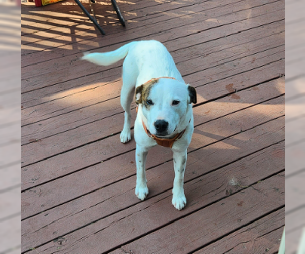 Medium Photo #2 Mutt Puppy For Sale in Brooklyn Center, MN, USA