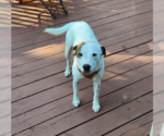 Small Photo #2 Mutt Puppy For Sale in Brooklyn Center, MN, USA