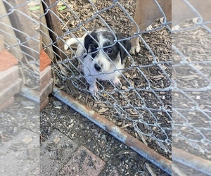 Jack Russell Terrier-Poodle (Toy) Mix Puppy for sale in WESTPORT, MA, USA