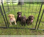 Small Labrador Retriever