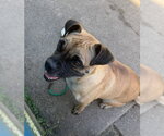 Small Photo #4 Pug-Unknown Mix Puppy For Sale in Houston, TX, USA