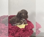 Small Photo #4 Havanese Puppy For Sale in KOKOMO, IN, USA