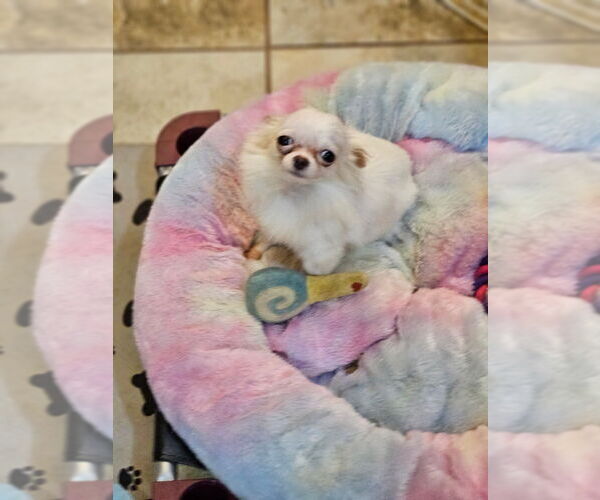 Medium Photo #1 Chihuahua Puppy For Sale in HUBERT, NC, USA