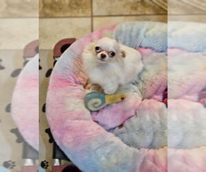 Mother of the Chihuahua puppies born on 07/24/2026