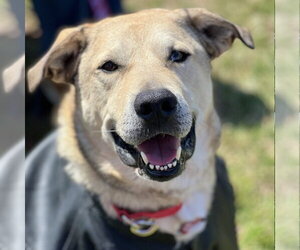 Cash - Male Anatolian Shepherd-Unknown Mix Dog for Adoption - Photo #17