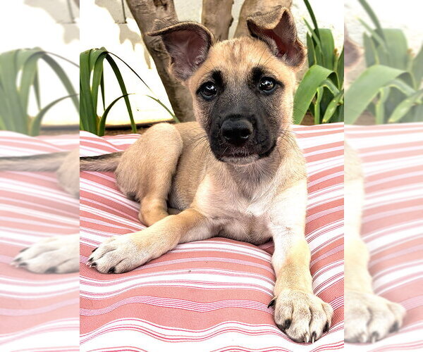 Medium Photo #2 German Shepherd Dog-Unknown Mix Puppy For Sale in Marina del Rey, CA, USA