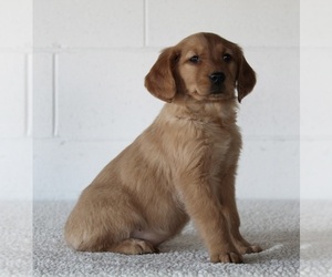 Golden Retriever Puppy for sale in FREDERICKSBURG, OH, USA
