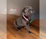Puppy Storm Cane Corso