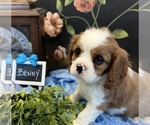 Small #3 Cavalier King Charles Spaniel