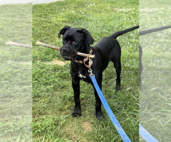 Medium Photo #18 Mutt Puppy For Sale in Candler, NC, USA