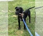Small #17 Mutt
