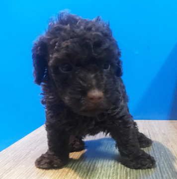 Medium Photo #1 Poodle (Toy) Puppy For Sale in FIRESTONE PARK, CA, USA