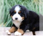 Small #1 Bernese Mountain Dog