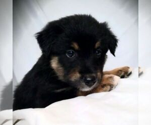 Australian Shepherd Puppy for sale in LINDEN, TN, USA