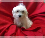 Small Photo #11 Maltese Puppy For Sale in PATERSON, NJ, USA