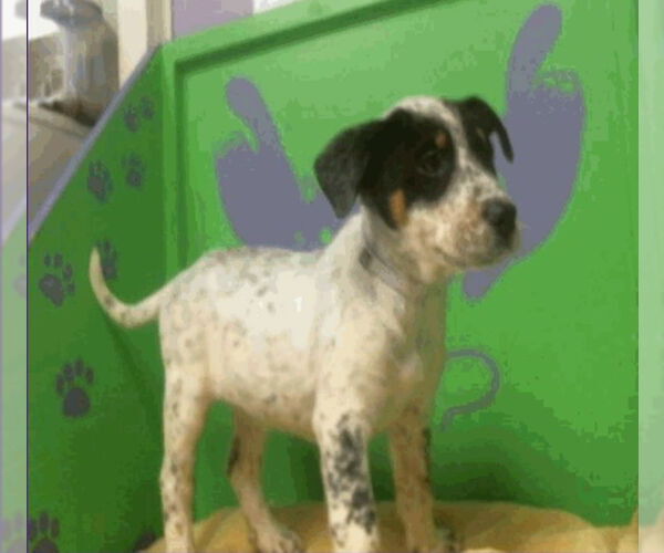 Medium Photo #2 Mutt Puppy For Sale in Lakewood, CO, USA