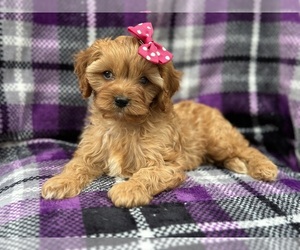 Cavapoo Puppy for sale in LAKELAND, FL, USA