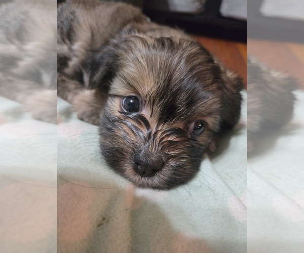 Medium Photo #20 Maltipom Puppy For Sale in HUDSON, MA, USA