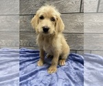 Small Photo #4 Labradoodle Puppy For Sale in RICHMOND, IL, USA
