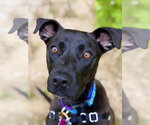 Small #3 Labrador Retriever Mix