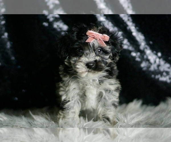 Medium Photo #4 Maltipoo Puppy For Sale in WARSAW, IN, USA