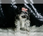 Small #3 Maltipoo