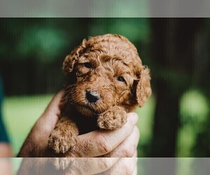 Goldendoodle Puppy for sale in BARNESVILLE, GA, USA