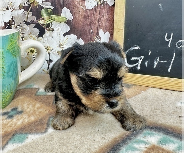 Medium Photo #15 Yorkshire Terrier Puppy For Sale in CASSVILLE, MO, USA