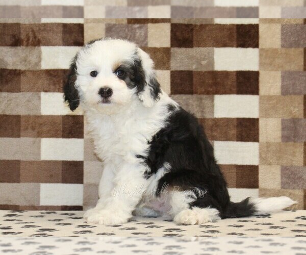 Medium Photo #4 Bernedoodle (Miniature) Puppy For Sale in DENVER, PA, USA