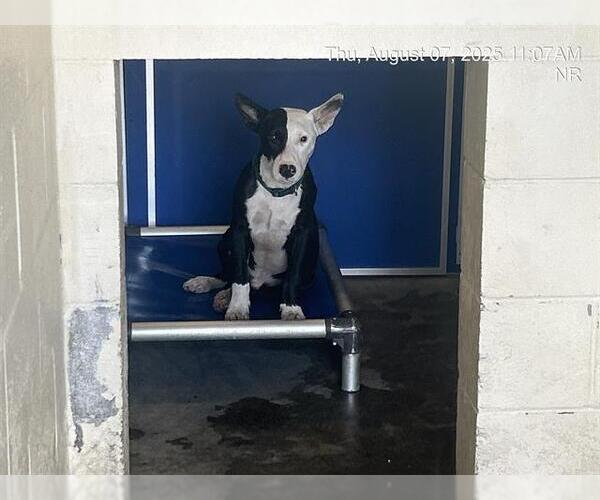 Medium Photo #1 Bull Terrier-Unknown Mix Puppy For Sale in Ocala, FL, USA