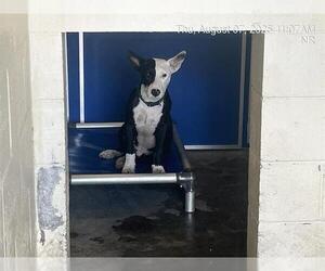 Bull Terrier-Unknown Mix Dogs for adoption in Ocala, FL, USA
