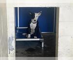 Small Bull Terrier Mix
