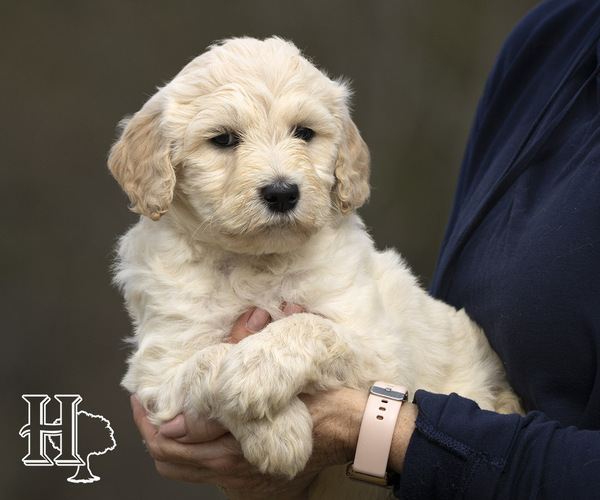 Medium Photo #1 Goldendoodle Puppy For Sale in ELLENBORO, NC, USA