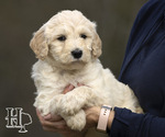 Small Photo #1 Goldendoodle Puppy For Sale in ELLENBORO, NC, USA