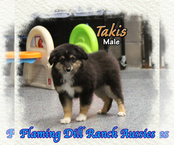 Medium Photo #1 Miniature Australian Shepherd Puppy For Sale in FORESTBURG, TX, USA