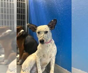 Texas Heeler-Unknown Mix Dogs for adoption in Visalia, CA, USA