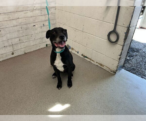 Medium Photo #1 Mutt Puppy For Sale in San Bernardino, CA, USA