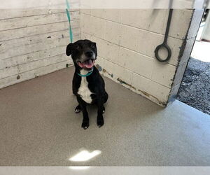 Mutt Dogs for adoption in San Bernardino, CA, USA