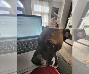 Kobe - Male Boxer-Unknown Mix Dog for Adoption - Photo #5